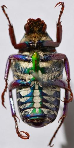 Pygora cowani